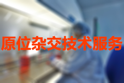 原位杂交技术的分类有哪些？