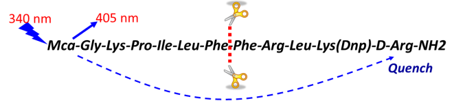 底物的选择和配套的检测方式