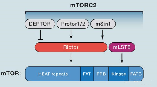 mTORC2的组成蛋白主要有Rictor、mSin1、mSLT8和Protor等