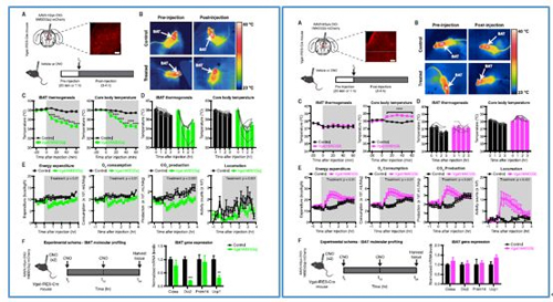 对神经元的激活会减少棕色脂肪产能，减少身体活动，从而抑制能量的消耗；相反，抑制神经元会提高能量的消耗。