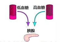 调节血糖稳态，GK负重前行
