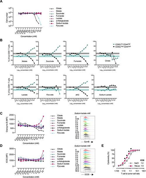 中央碳代谢物会改变CD8 + T细胞效应子的分布（来源：e Life）