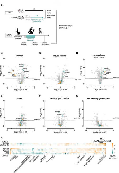 急性运动会改变血浆和淋巴器官的代谢状况 （来源：e Life）