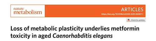 在线虫和人类原代细胞中，当在其寿命晚期提供二甲双胍时，二甲双胍会缩短寿命，这与二甲双胍在年轻生物体中的积极作用相反。