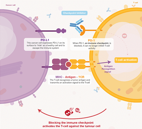 饿了吗？饿一饿原来可以辅助PD-1抑制剂肿瘤免疫治疗 