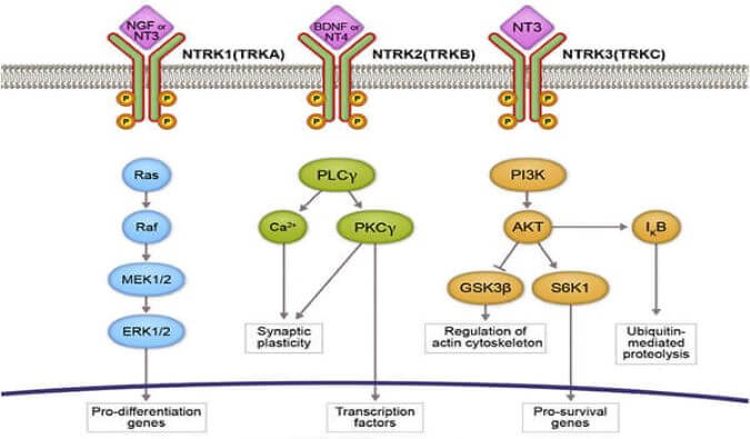 不朽情缘mg官网助力睿跃生物1类新药 TRK降解剂CG001419获批临床.jpg