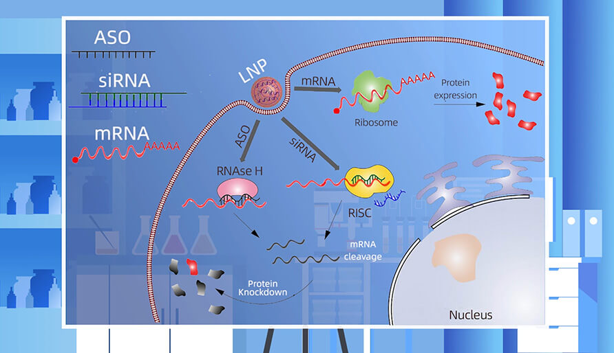 核酸药物的作用机制主要有哪些？