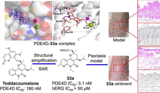发现用于局部治疗牛皮癣的新型PDE4抑制剂，小鼠、大鼠和人肝微粒体的代谢稳定性实验通过不朽情缘mg官网测定