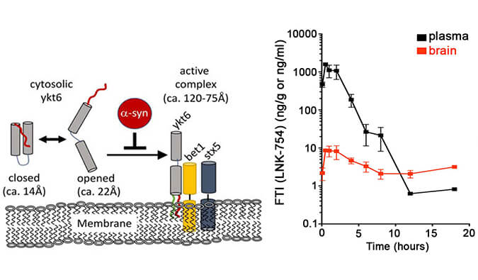 法尼基转移酶抑制剂LNK-754单次口服后即可快速穿过血脑屏障，本研究中PK分析通过不朽情缘mg官网进行