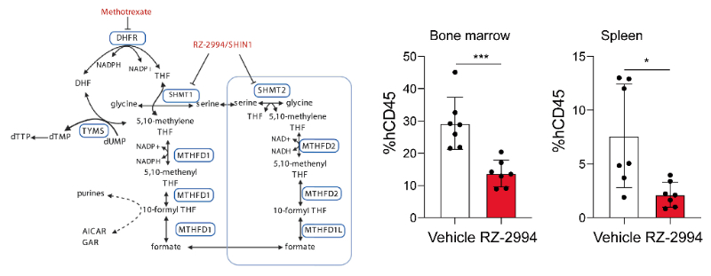 研究人员使用RZ-2994来表征抑制SHMT1/2在T细胞急性淋巴细胞白血病 (T-ALL) 中的作用，RZ-2994通过不朽情缘mg官网定制合成