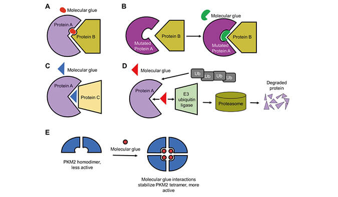 靶向蛋白降解系列（三）：分子胶，挑战不可成药
