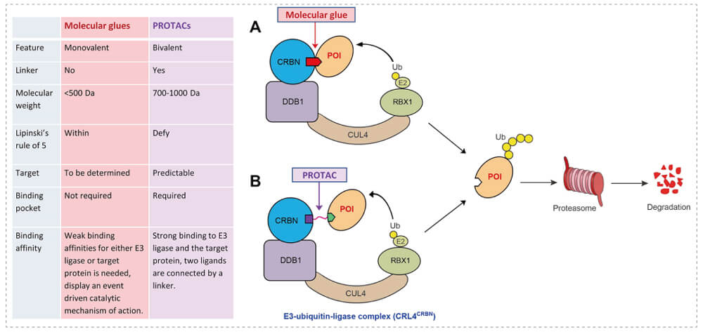 3-通过泛素-(Ub)-蛋白酶体系统降解目标蛋白-(POI)-示意图：分子胶(A)；PROTAC-(B).jpg