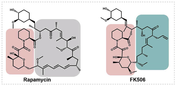5-雷帕霉素、FK506-诱导的-FKBP-蛋白质相互作用.jpg