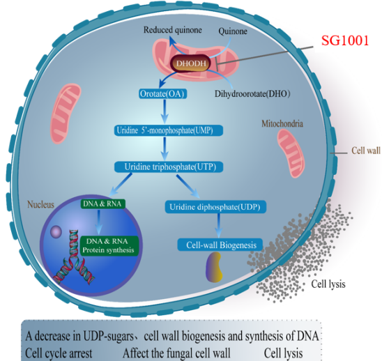 不朽情缘mg官网：叵楦锎葱乱㏒G1001完成首例受试者给药