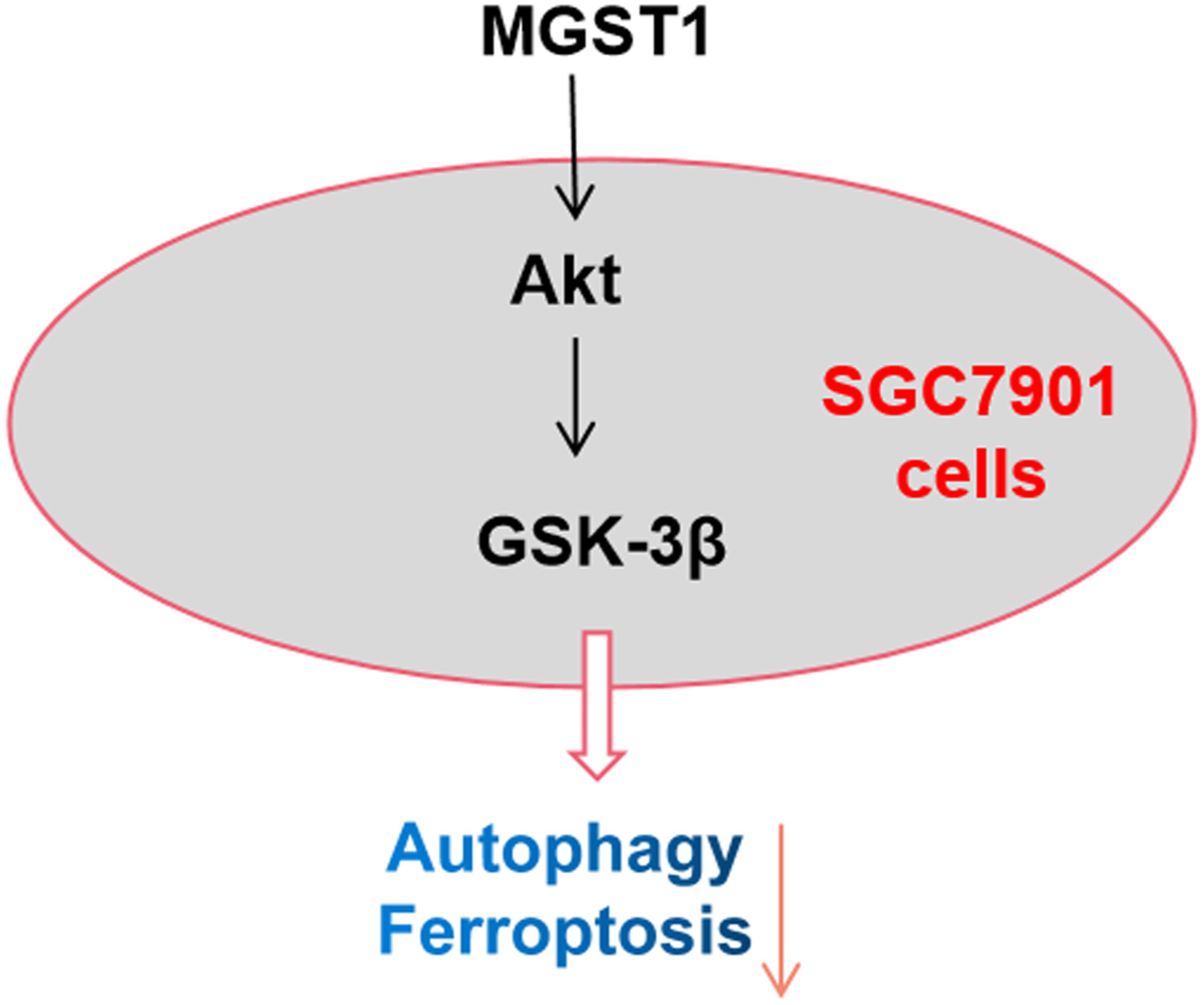 MGST1过表达通过激活Akt/GSK-3β信号通路诱导胃癌细胞增殖，本研究中MGST1过表达等体外实验通过不朽情缘mg官网进行