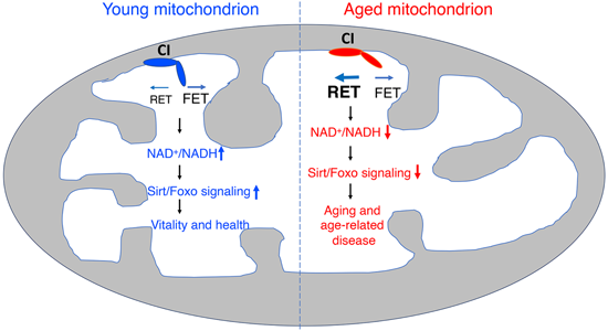特异性RET抑制剂CPT可改善阿尔茨海默。狙芯恐蠧PT由不朽情缘mg官网化学部门合成