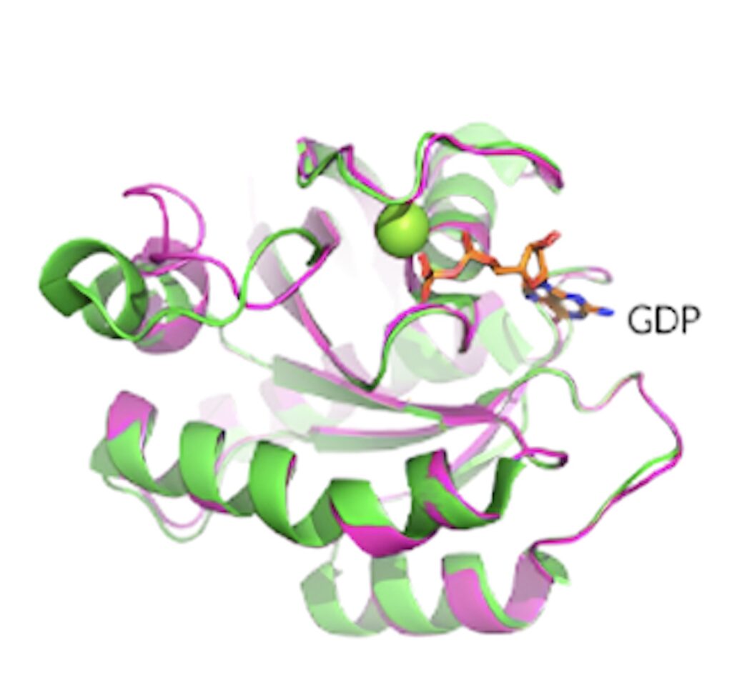 KRAS G12D晶体结构揭示了蛋白质的构象和 GDP 结合状态。.jpeg